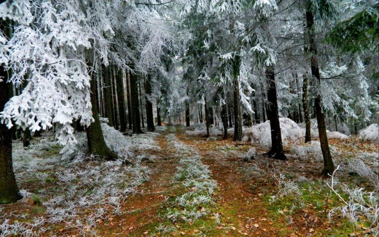 trail-in-frosty-winter-forest-247588