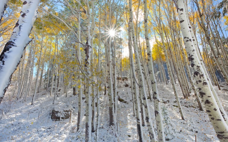 winterwoods, nature.desktopnexus.com