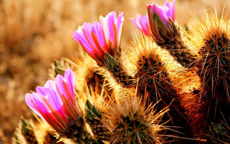 desert_flowers-1280x800